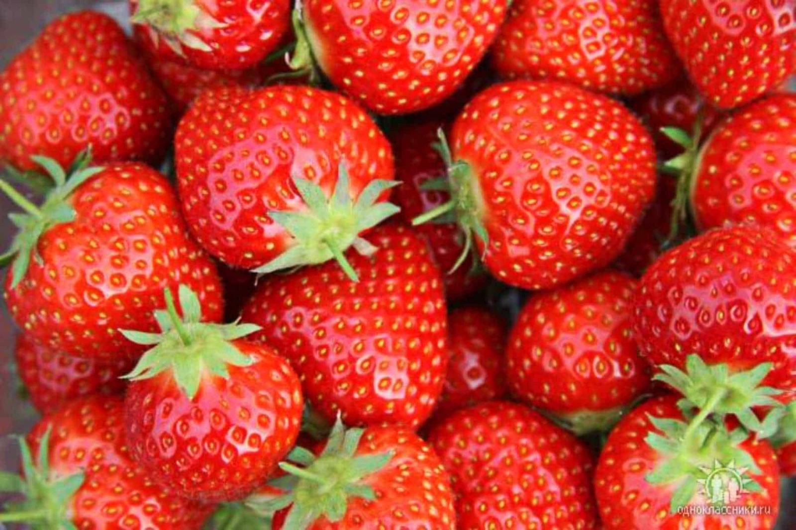 12 Seascape Everbearing Strawberry Plants-Super Sweet(Pack of 12 Bare Root Z:4-9