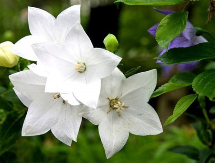 BALLOON FLOWER (Platycodon Grandiflorus) – 200+ MIXED COLOR SEEDS – LOOK!