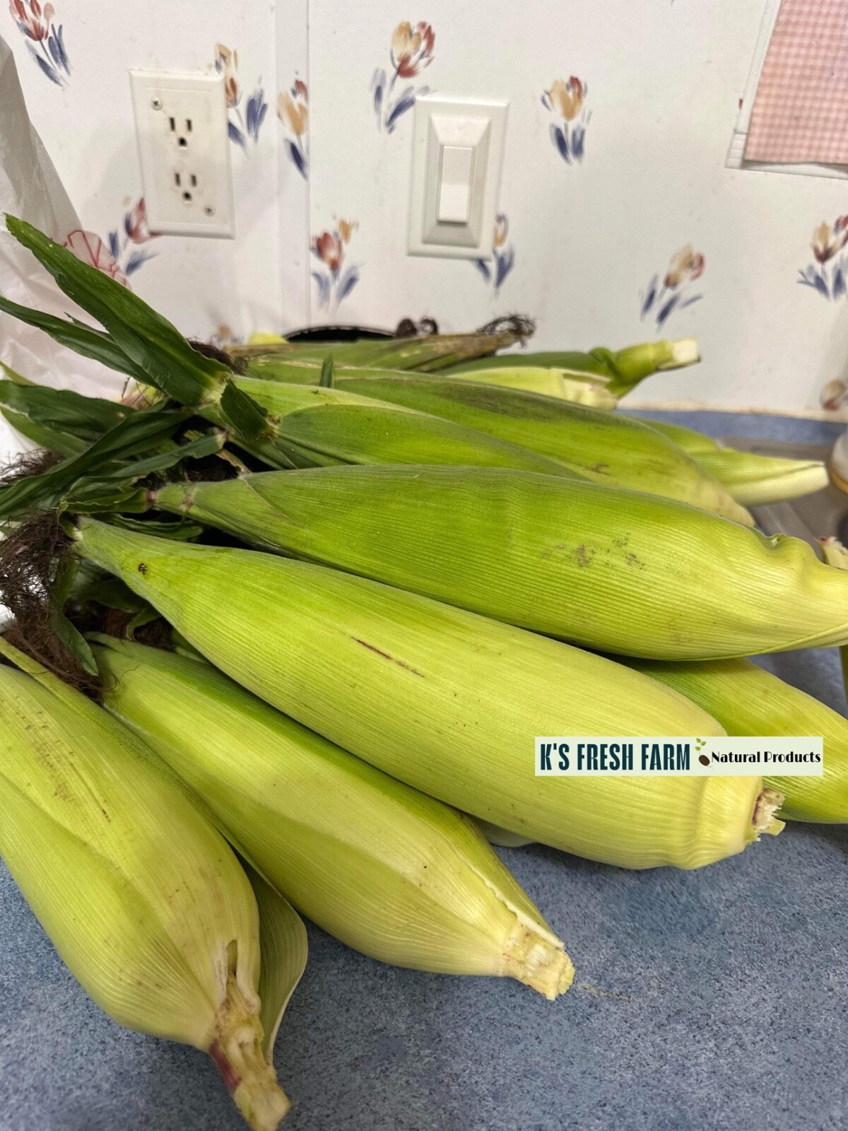 WHITE WAXY CORN SEEDS – HẠT BẮP NẾP TRẮNG (40+ PCS)