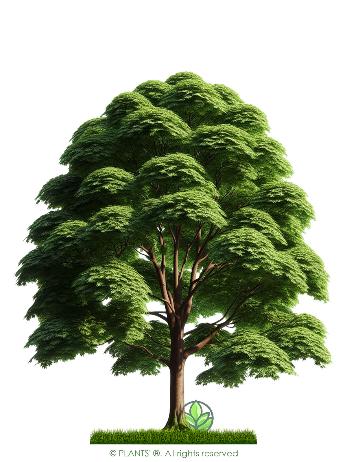 Southern Red Maple Tree | Premium Seeds | Acer rubrum ‘Summer’ | Plants’®