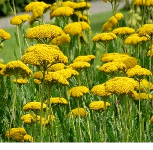 GoldenYarrow Yellow FernLeaf Achillea Filipendulina 300Seeds~BotanicalGardenClub