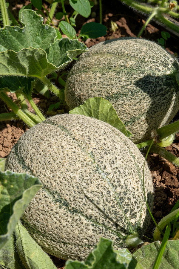 40 Heirloom Ice Cream Melon Very Rare Sweet 2-3LB Melon – Tart Flavor VERY Sweet
