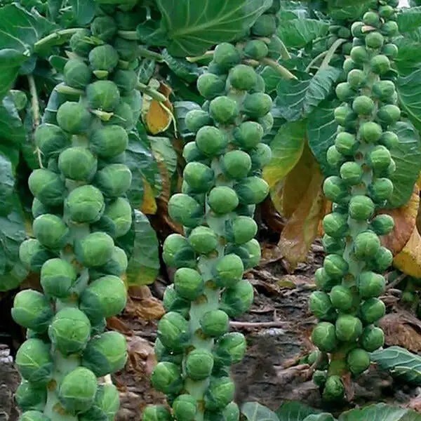 Long Island Improved Brussels Sprouts Seeds, NON-GMO, ORGANIC, HEIRLOOM