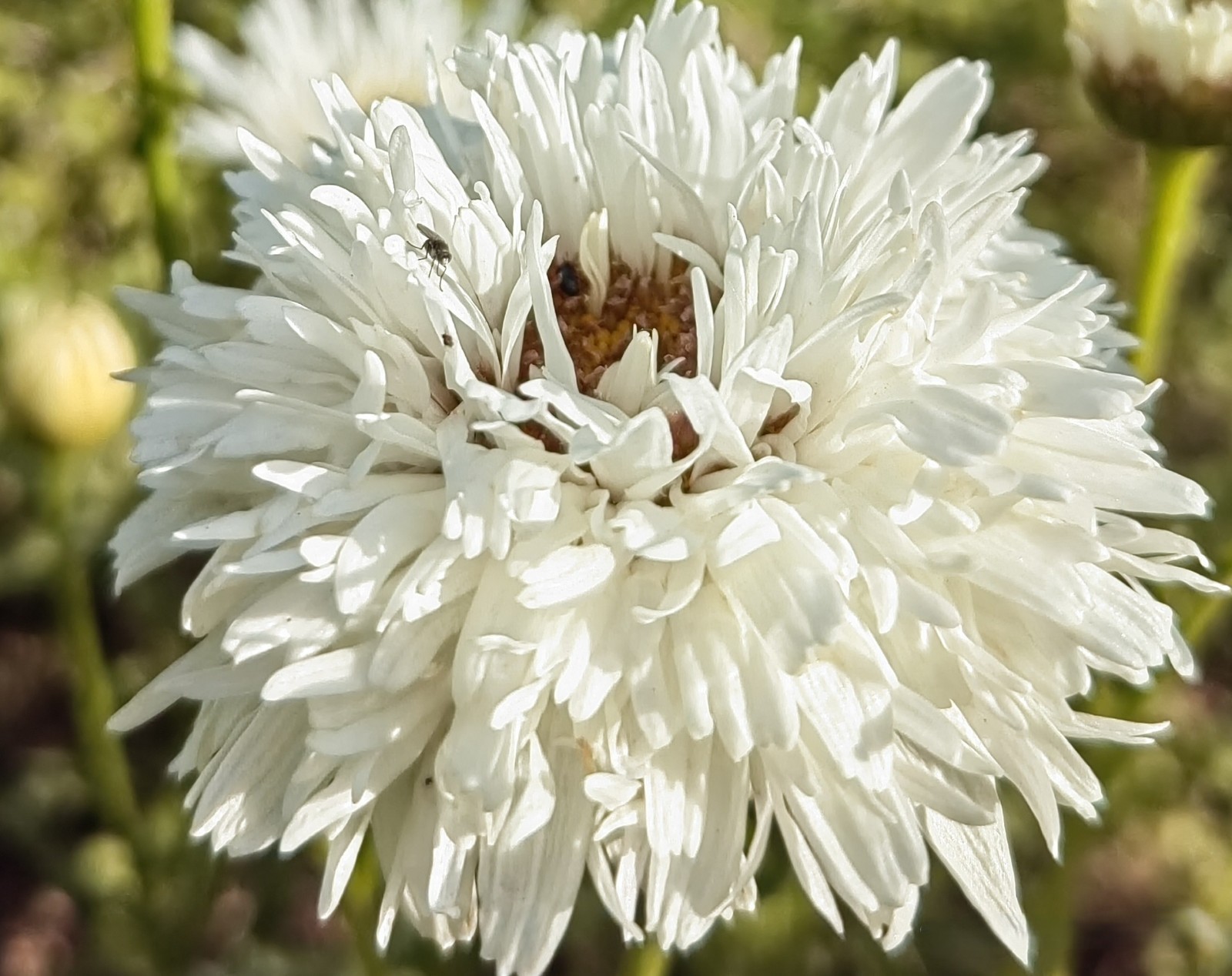 10 Pcs White Chrysanthemum Flower Seeds, White Mums China Aster for Planting