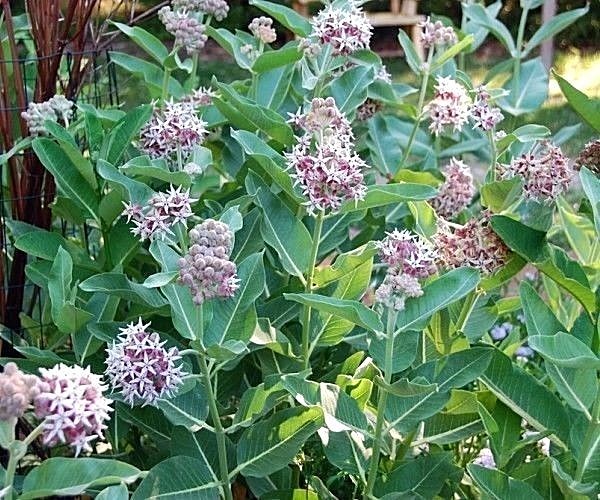 51+SHOWY MILKWEED Seeds Native Wildflower Container Flower Garden Heat Cold Easy