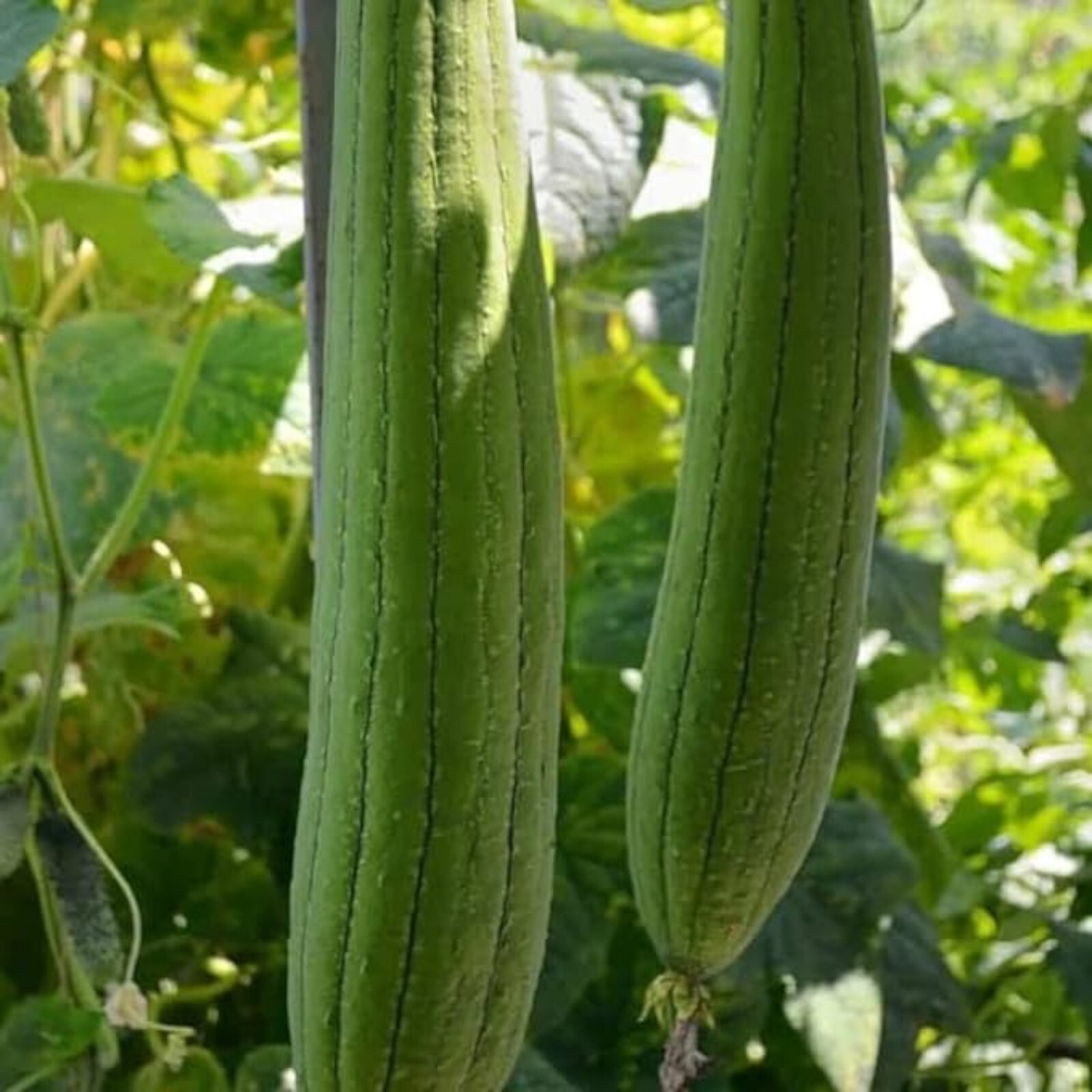 30pcs Luffa Chubby Pier Gourd Seeds – Non-GMO, Loofah Sponge Gourd Seeds.