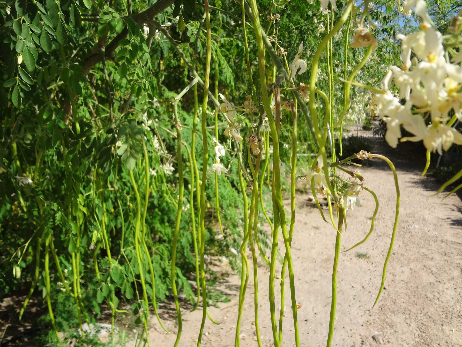 MORINGA Oleifera STX-2 EXTREMELY PRODUCTIVE Best Variety Organically Grown SEEDS