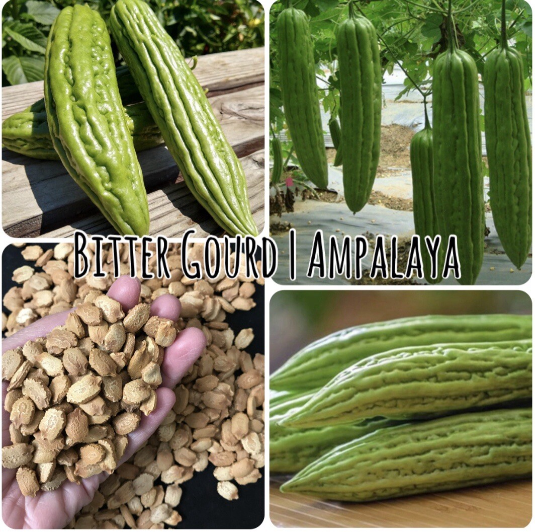 5 Packet +2FREE SEEDS Bundle | SEEDS for Planting