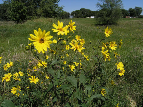 Sunchoke – Jerusalem Artichoke small White SEED Tubers (Organic)