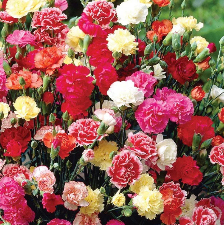 Carnation CHABAUD Mix Pollinators Fragrant Cut Flowers Florist Non-GMO 200 Seeds