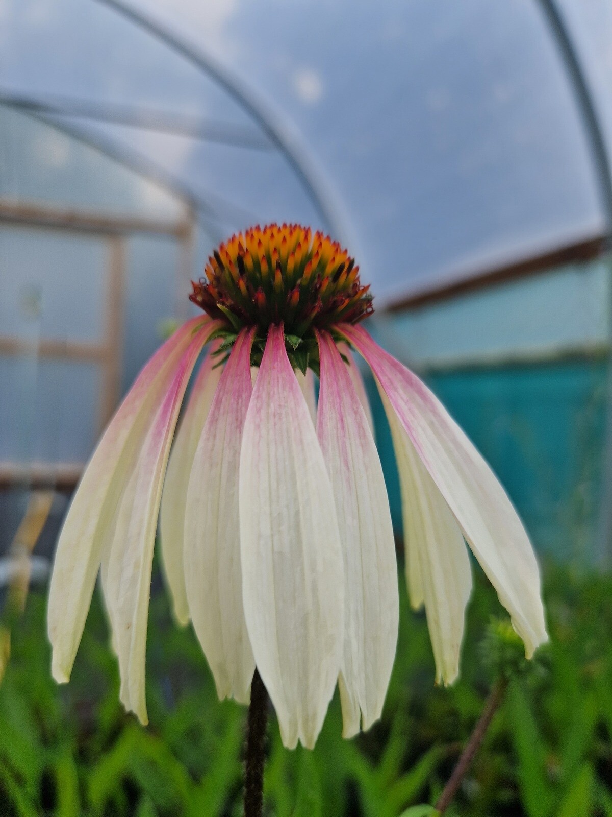 Echinacea ‘Pretty Parasols’-Coneflower-Live Starter Plant- FREE SHIPPING!!!