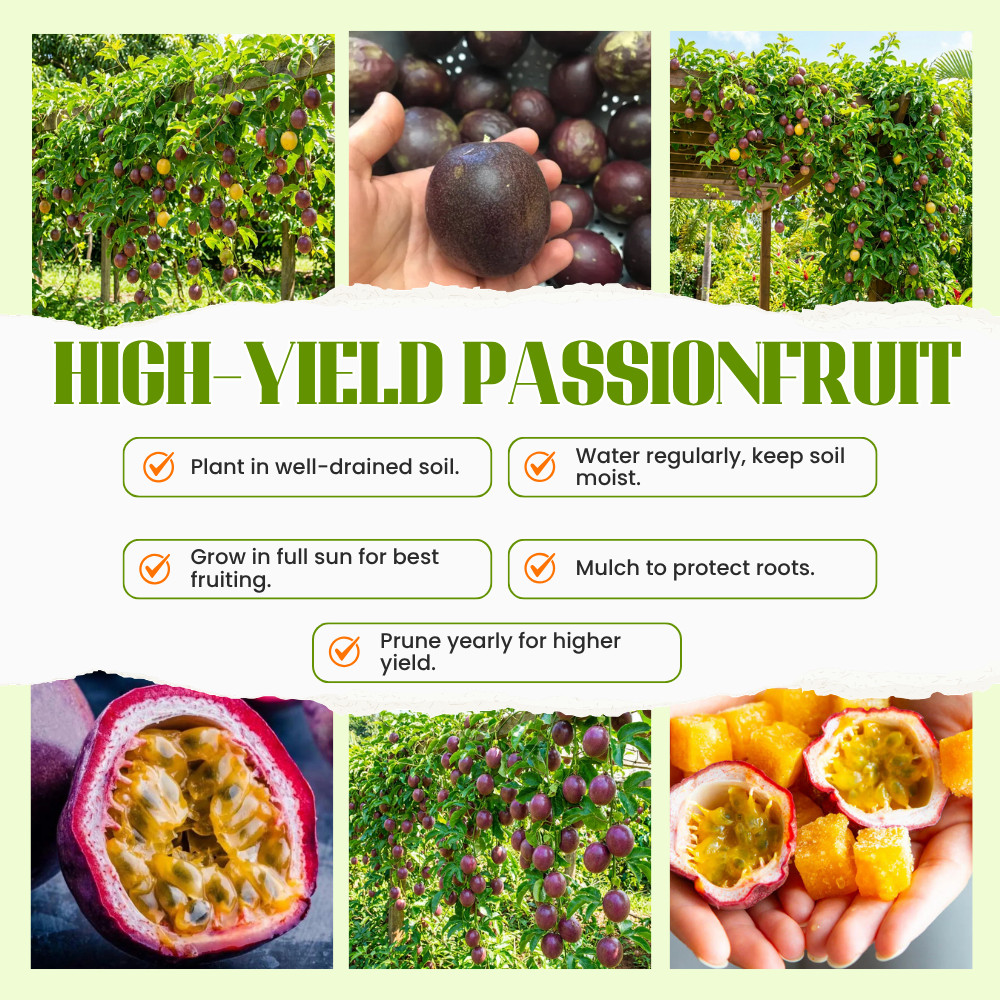 High Yielding Passionfruit Live Plant 4-6 Inches Tall Rooted Cold Hardy Vine