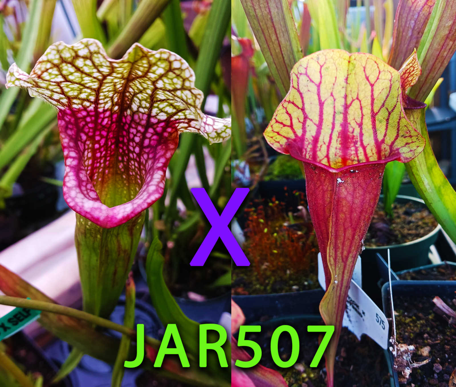 Sarracenia Seeds – JAR507 S. Mutant x (Chinook x Red & Yellow Hybrid) (Jerry