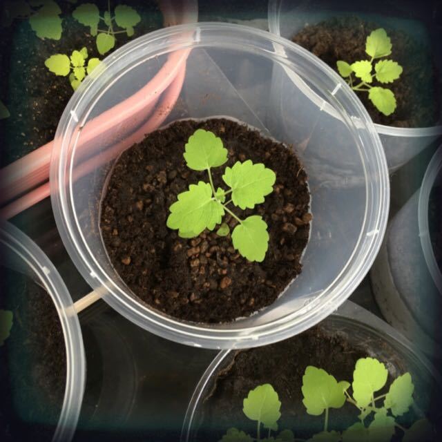 501+CATNIP Seeds Cat Sedative Herbal Drought Poor Soils Organic Container/Garden