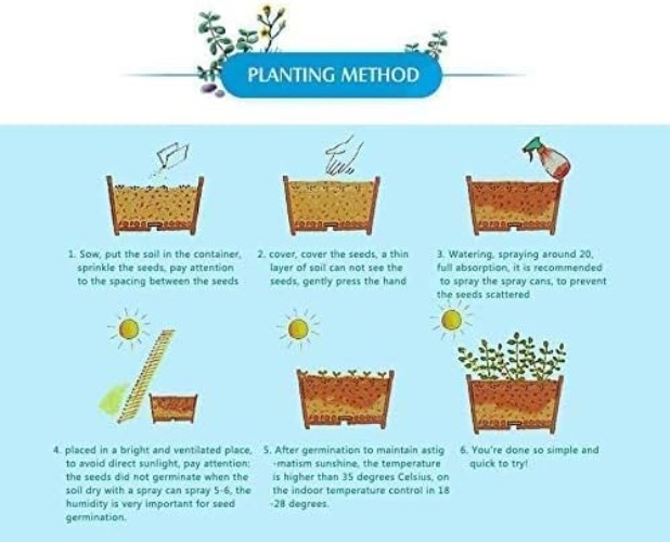Flowering Aquatic Bonsai Lotus Seeds – 10 Count, Easy to Grow Indoors & Outdoors