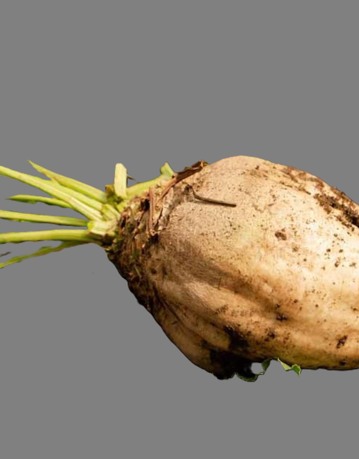 Sugar Beet F1 Untreated Seeds Free Shipping!