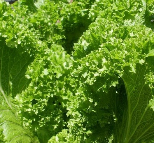 OLD FASHIONED MUSTARD SEEDS 500+ VEGETABLE garden GREENS non-gmo FREE SHIPPING