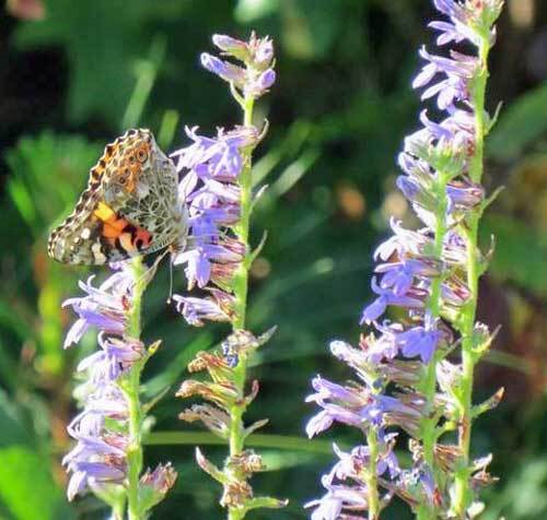 Lobelia puberula | Downy Lobelia | Blue Lobelia | 150 Seeds