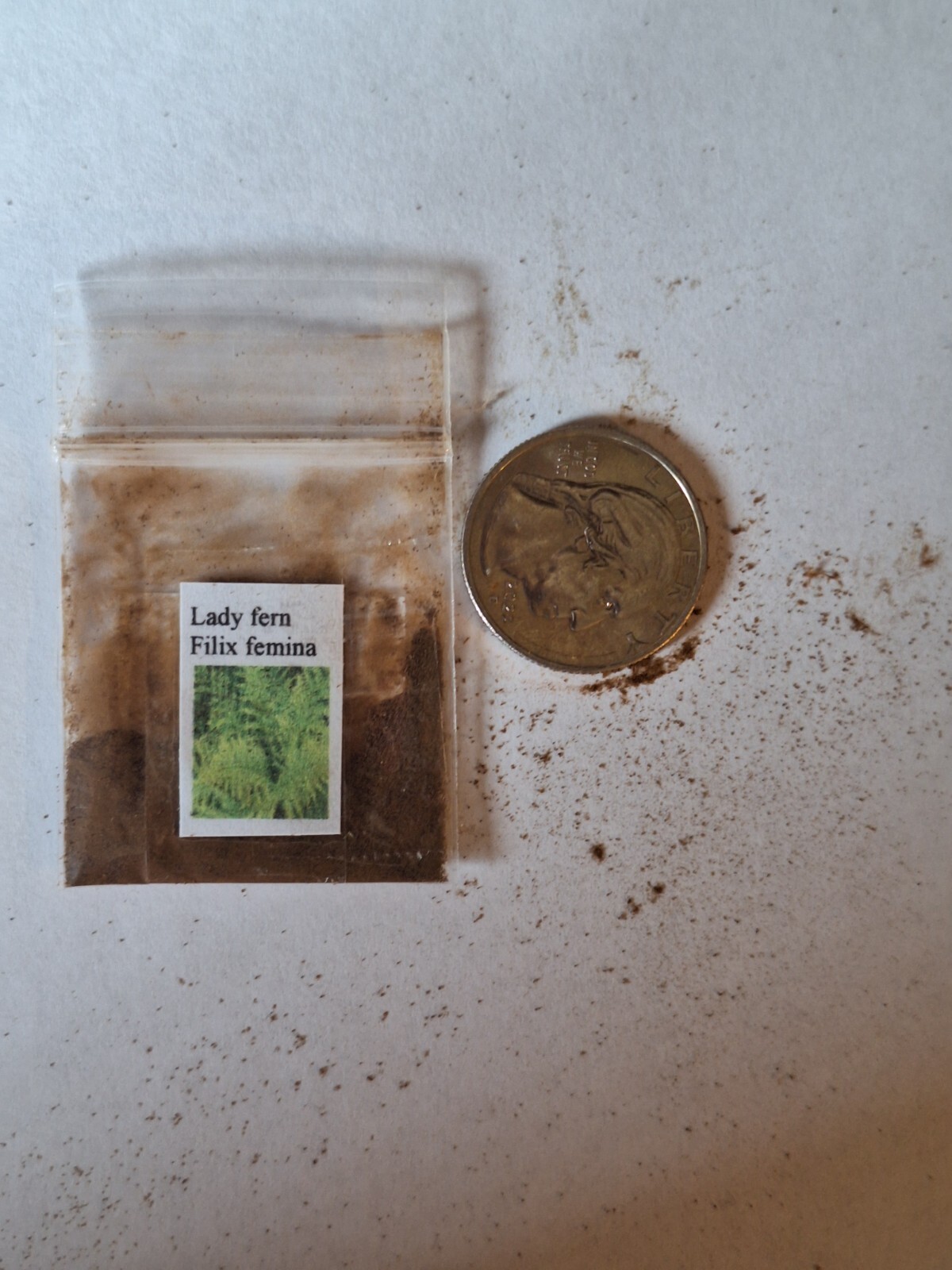WESTERN SWORD FERN, 2000 (SEEDS)*, SPORE LARGE 3’X3’+, VERY HARDY TO -4 F.