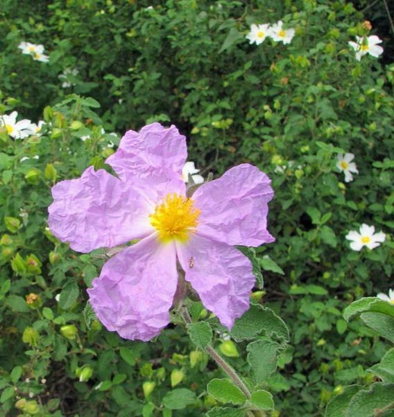 Cistus creticus | Rock Rose | Cretan Rockrose | Hoary Rock-Rose | 50 Seeds