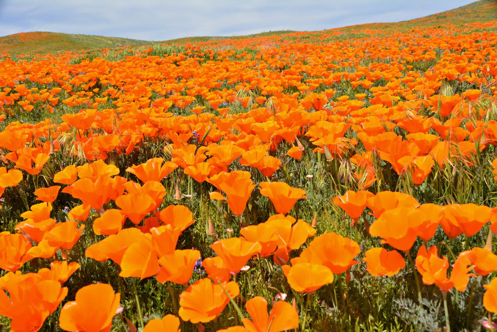 1000 MIXED Colors CALIFORNIA POPPY Eschscholzia Californica Flower Seeds
