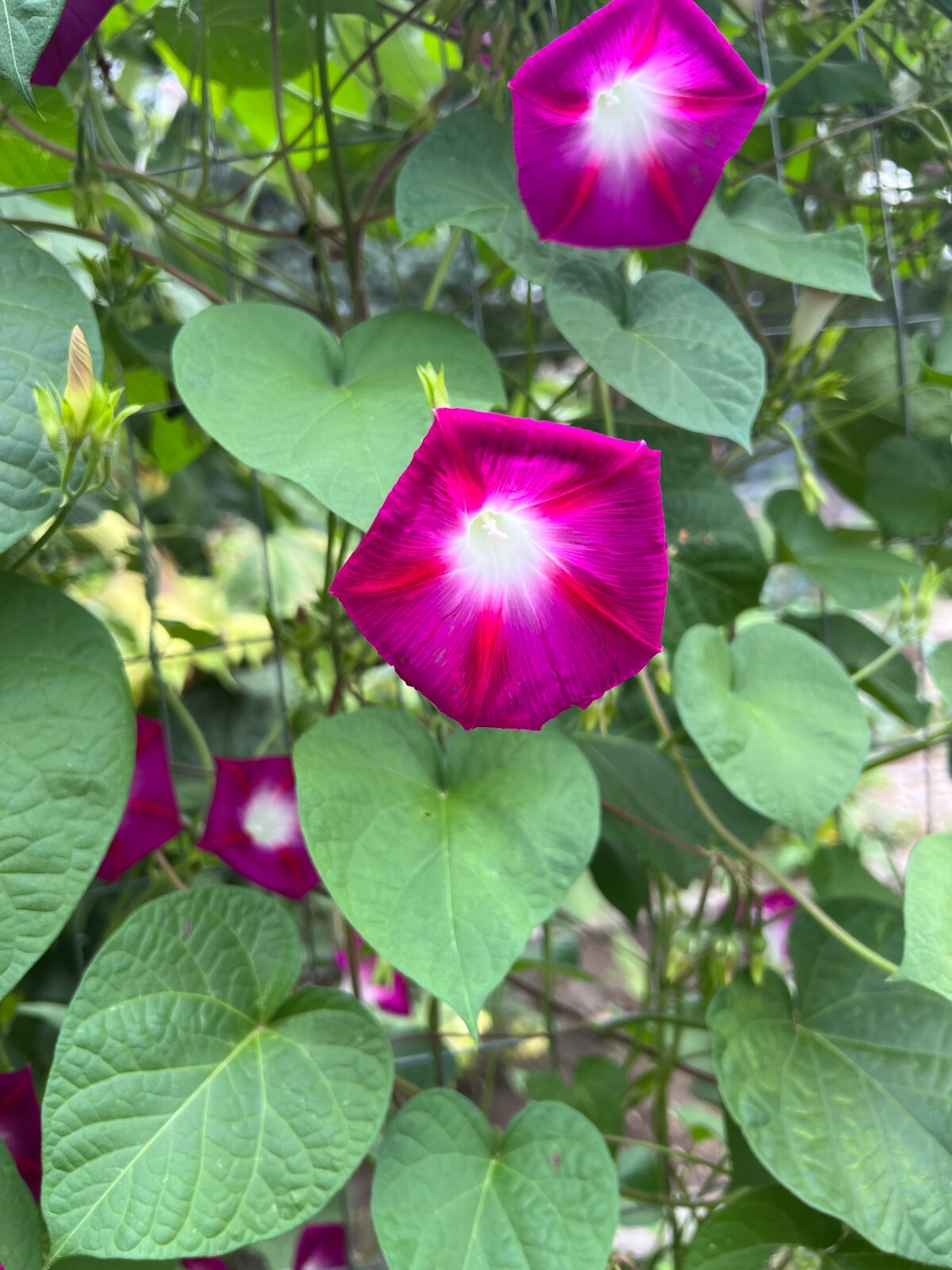 Morning Glory Vine Seed Mixed Colors – Heirloom Non-GMO