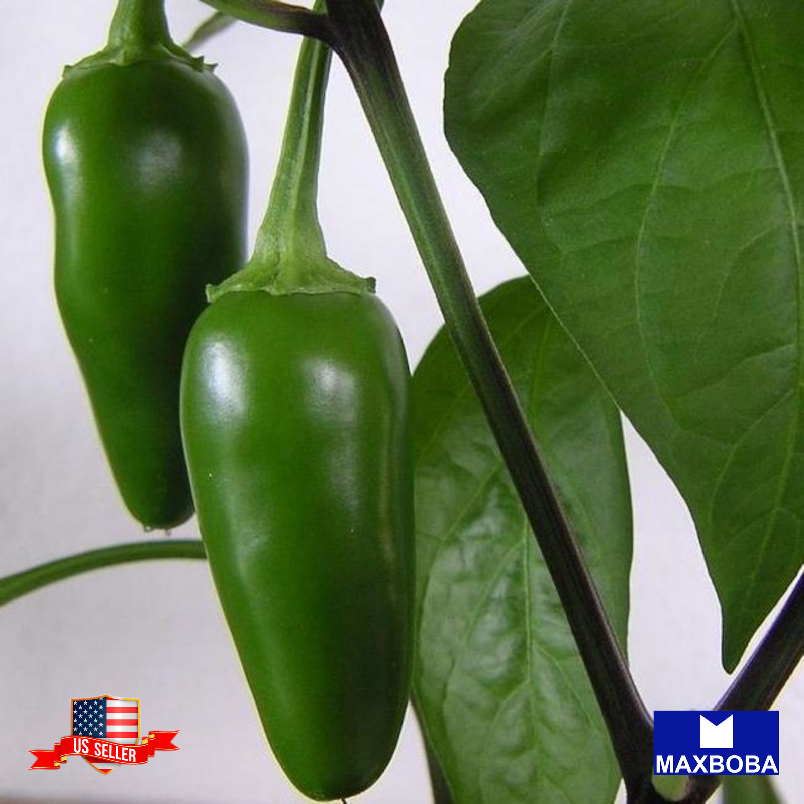 Pepper Seeds Hot TAM Jalapeno Non-GMO Heirloom