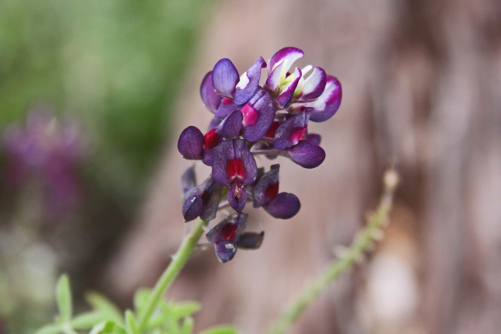 30+ Purple Heart TEXAS BLUEBONNET SEEDS LUPINE Rare TX Wildflower Seeds