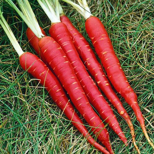 Atomic Red Carrot Seeds | Heirloom / Non-GMO | Free Shipping | Seed Store | 1091
