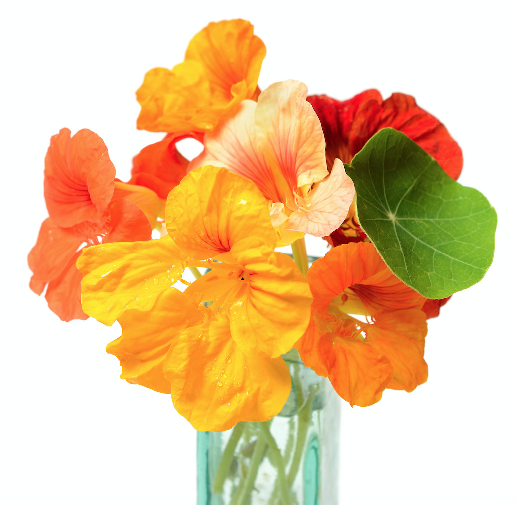 Dwarf Jewel Nasturtium Mix – Tropaeolum majus