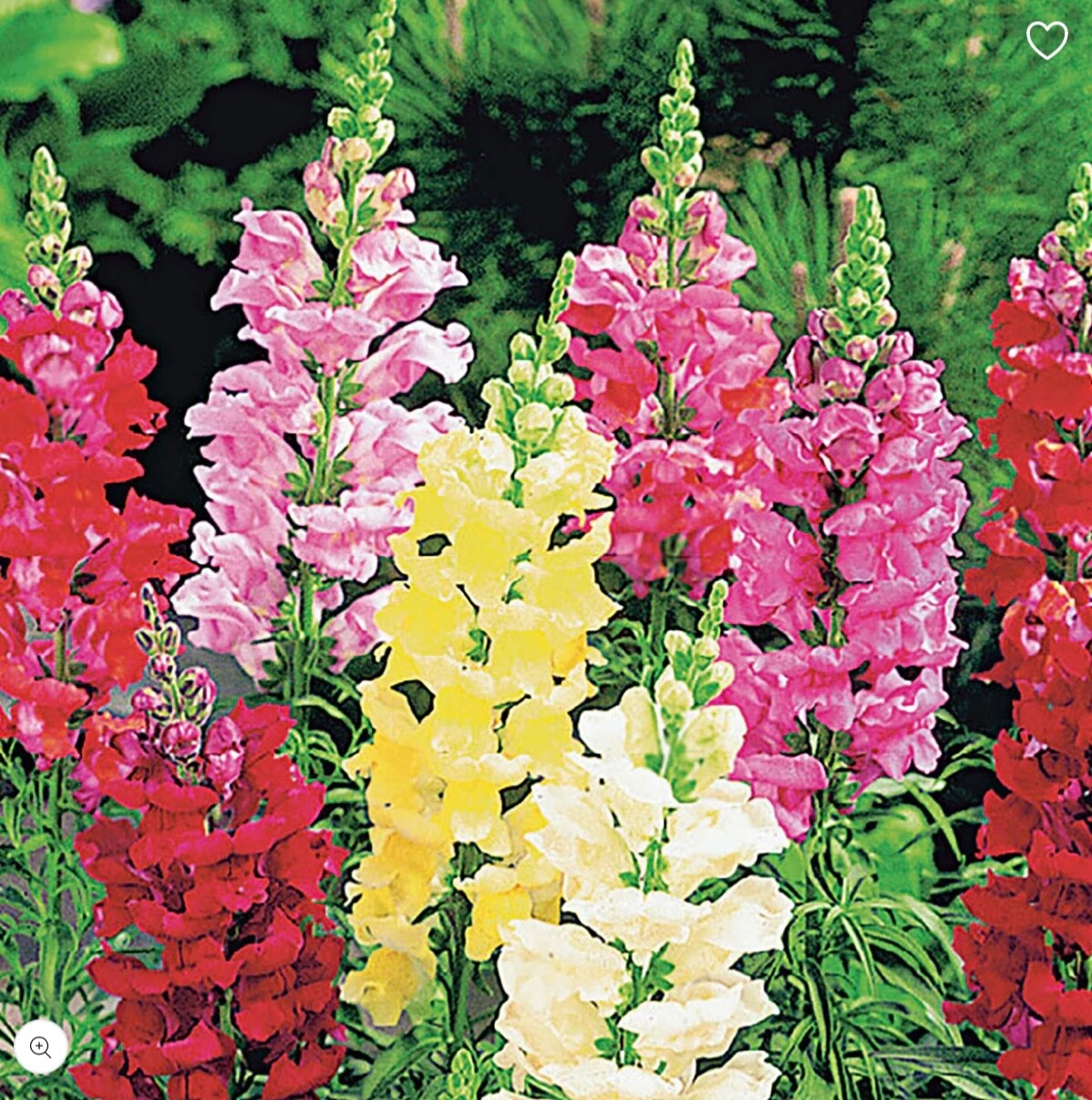 800-900 TALL Deluxe Snapdragon – Fresh Seeds – Mixed Colors – USA Seller 🇺🇸