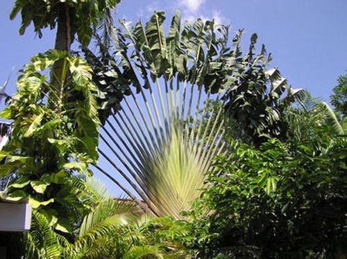 Ravenala madagascariensis | Traveller’s Palm | 5 Seeds