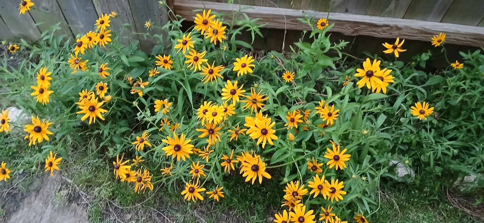 Brown eyed Daisy seeds