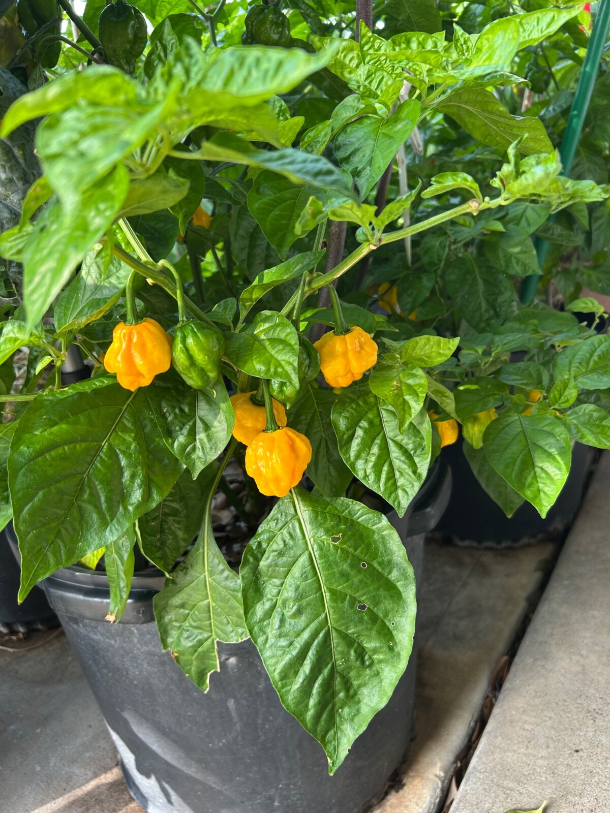 30 Yellow Jamaican Scotch Bonnet pepper seeds Hot