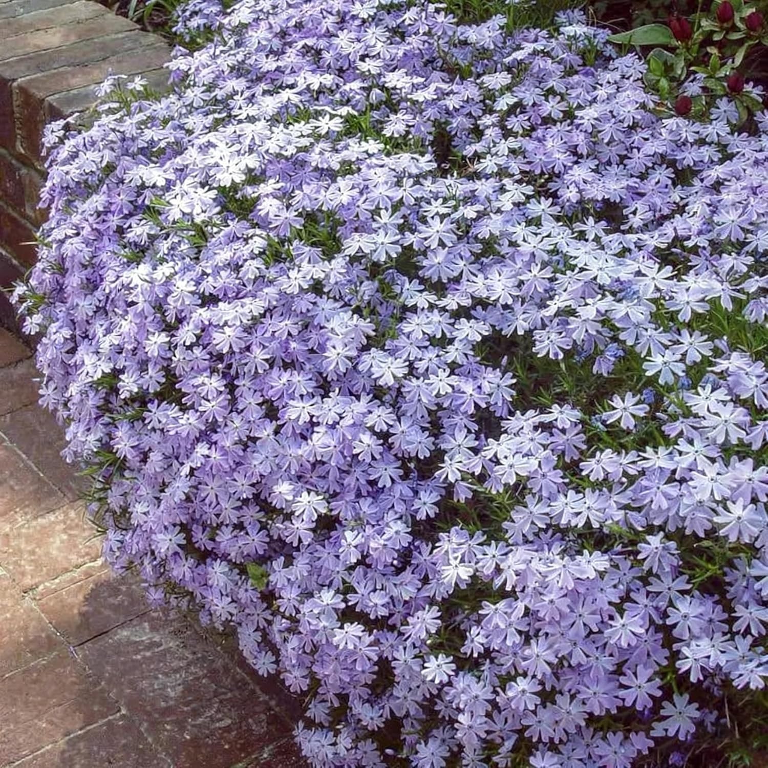 10007+ Creeping Mixed Phlox Seeds for Planting,Bright Perennial Creeping Phlox S