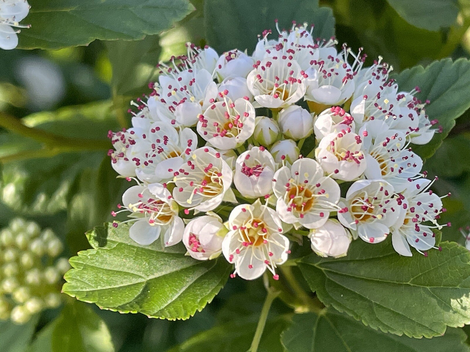 12-14″ tall Ninebark Physocarpus opulifolius 1-2 year old plant