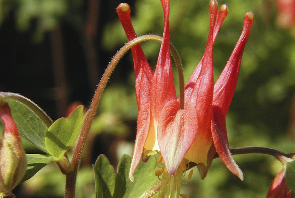 101+EASTERN RED COLUMBINE Seeds Perennial Native Wildflower Shade Flower Garden
