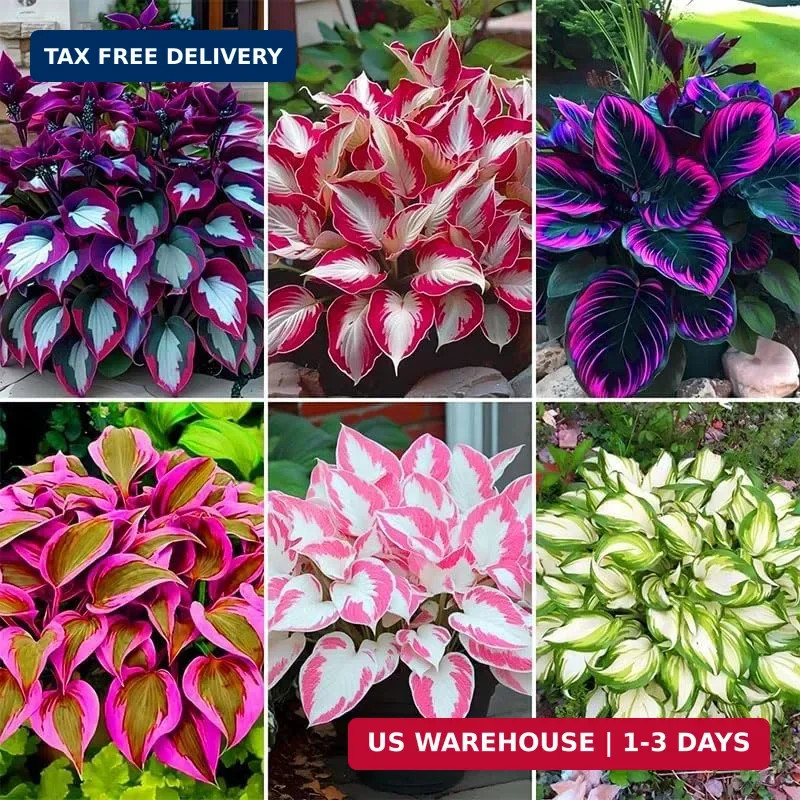 185+ Mixed Color Hosta Seeds for Planting Outdoors- Shade/Cold Tolerant Perennia