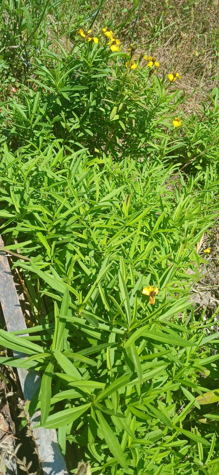 Mexican Tarragon herb seeds