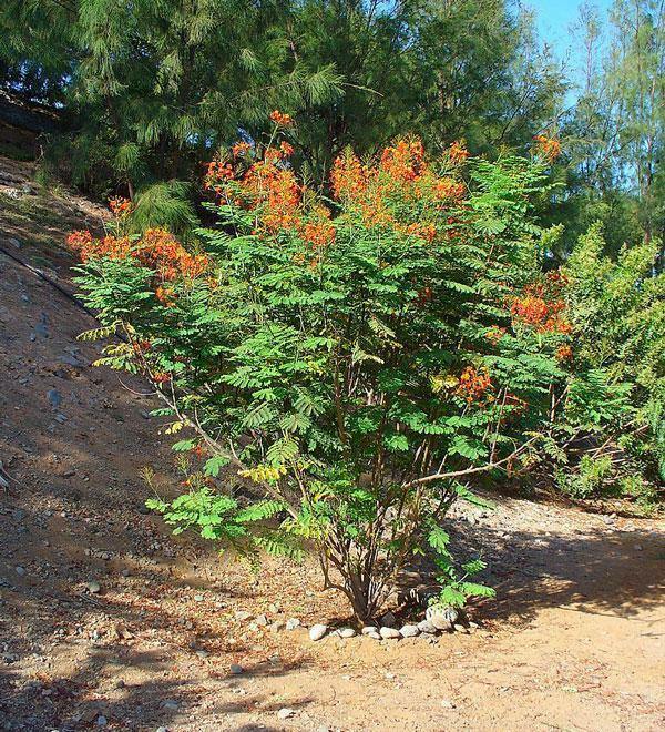 Caesalpinia pulcherrima | Red Mexican Bird of Paradise | 20 Seeds