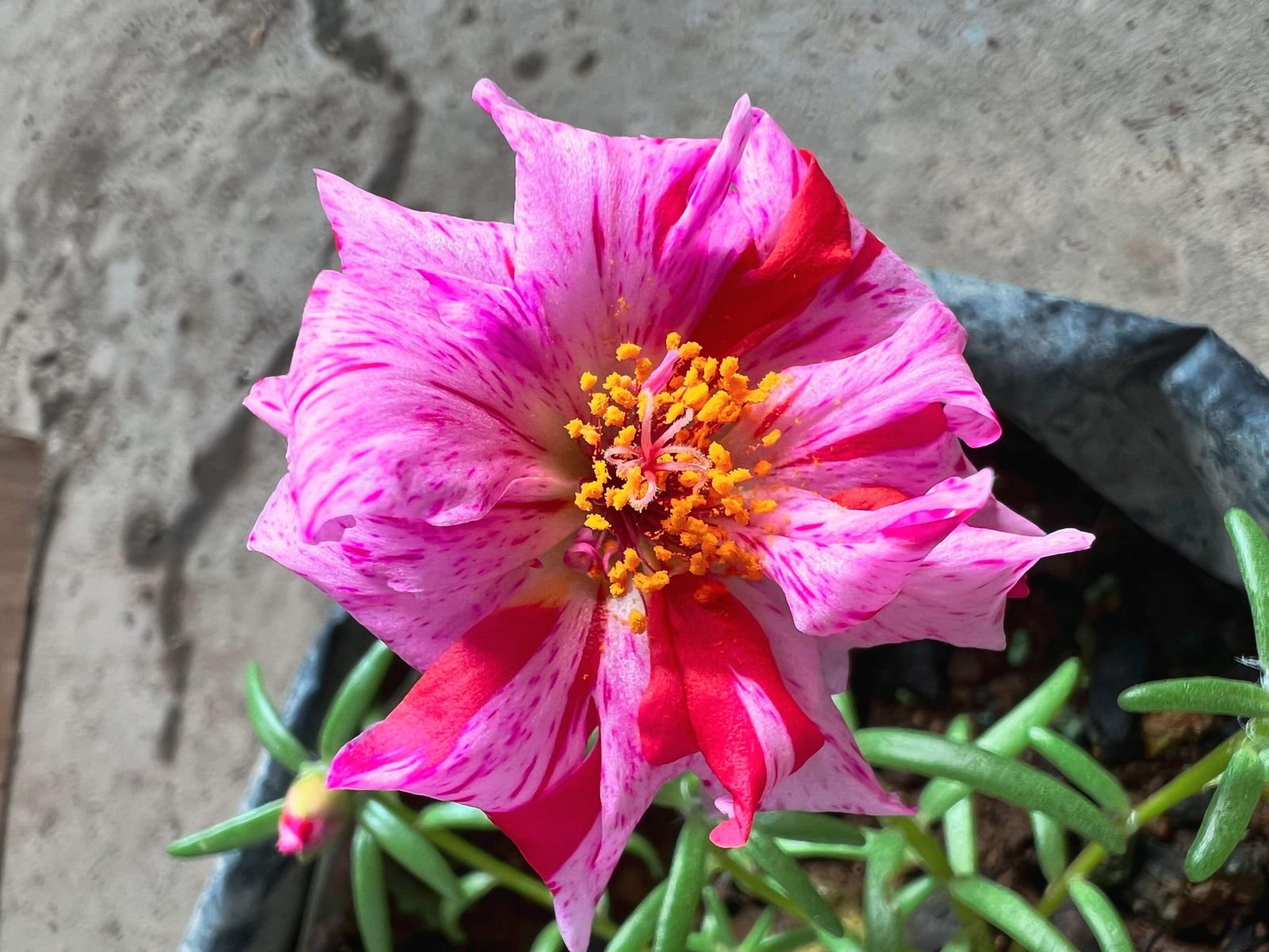 40 Sundial PEPPERMINT PORTULACA Grandiflora Moss Rose Pink Streaked Flower Seeds