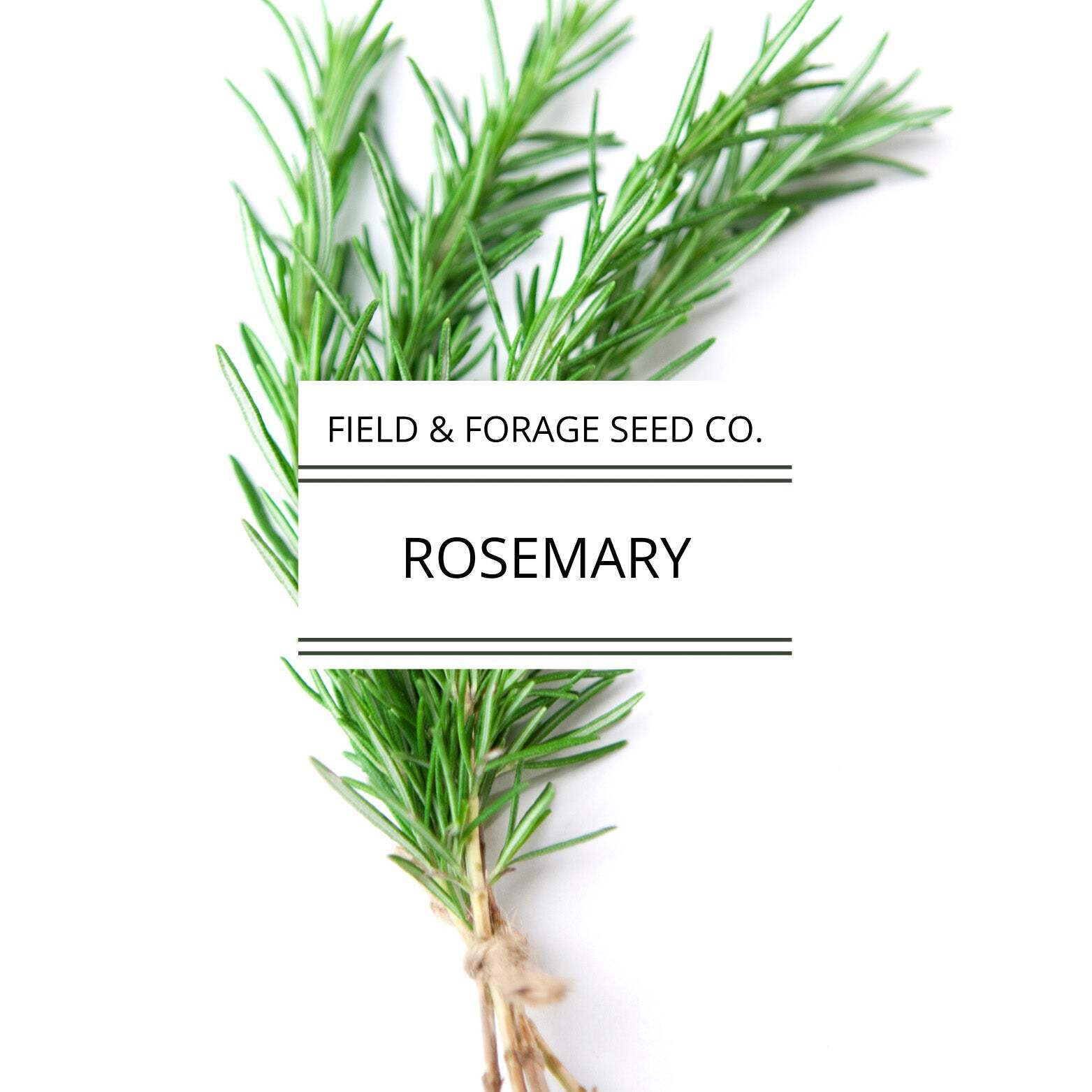 Rosemary | Rosmarinus officinalis| Heirloom | Non-GMO | 50 Seeds