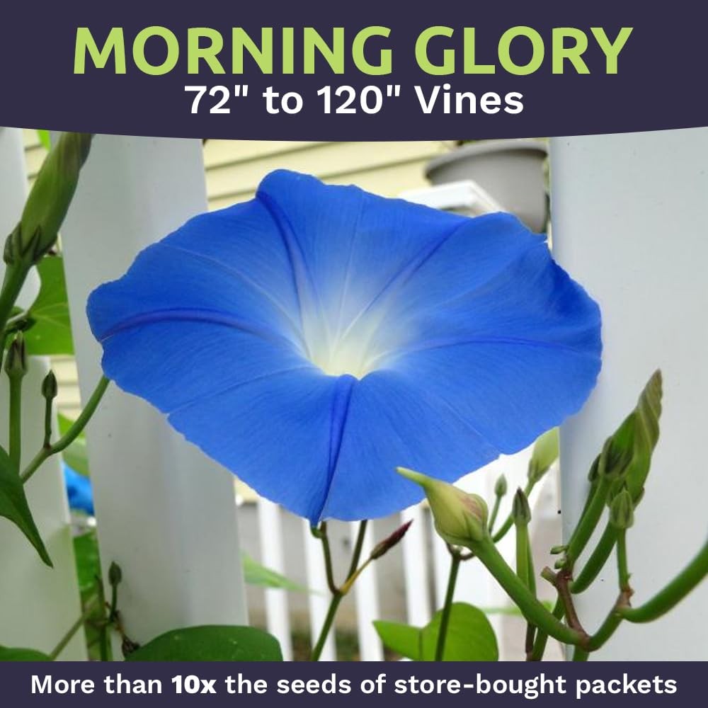 Morning Glory Seeds Heavenly Blue – Bulk 1/4 Pound Bag – Over 4,000 Fresh Flo…