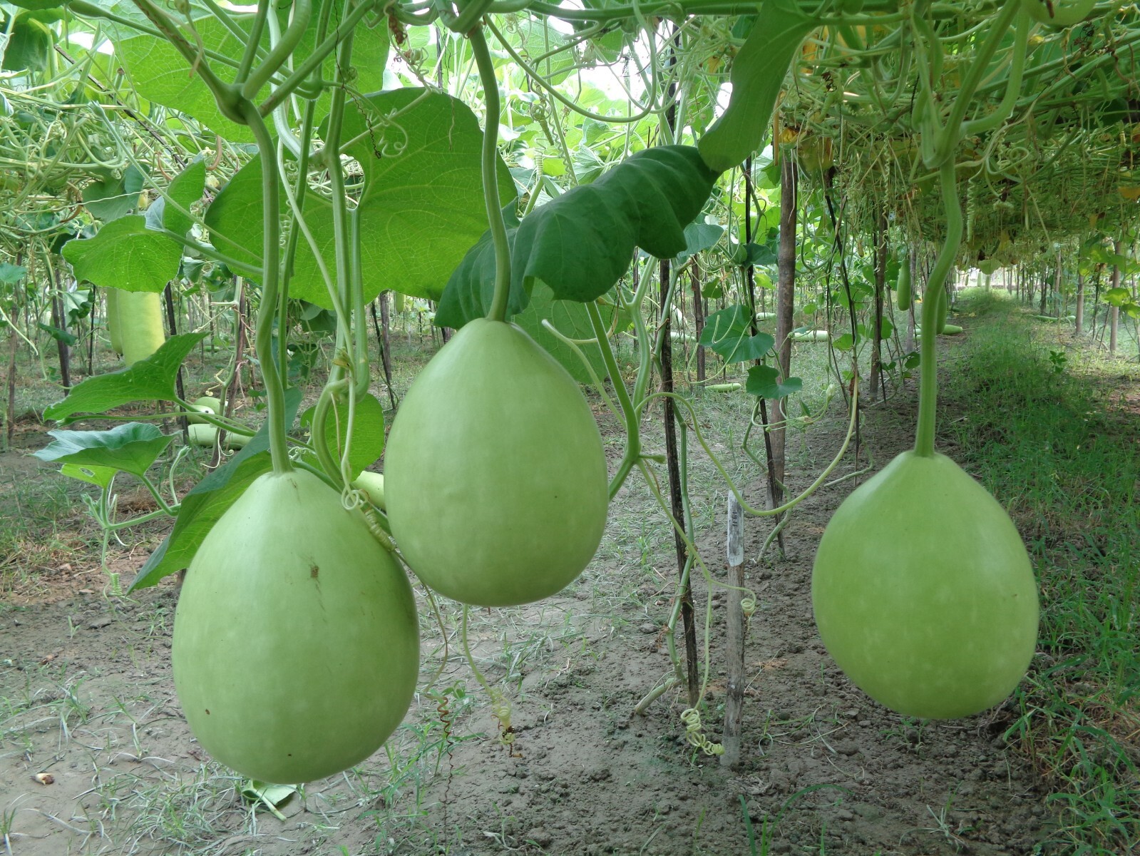 Bottle Gourd Seeds – Surma (Round) for Planting 8 Seeds