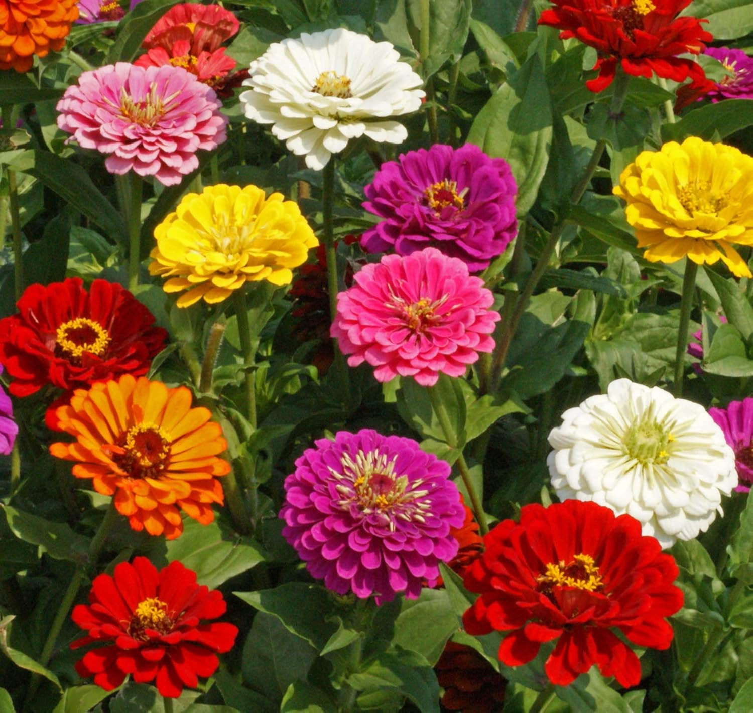 Zinnia California Giant Mix Nice Garden Flower by Bulk 5,000 Seeds