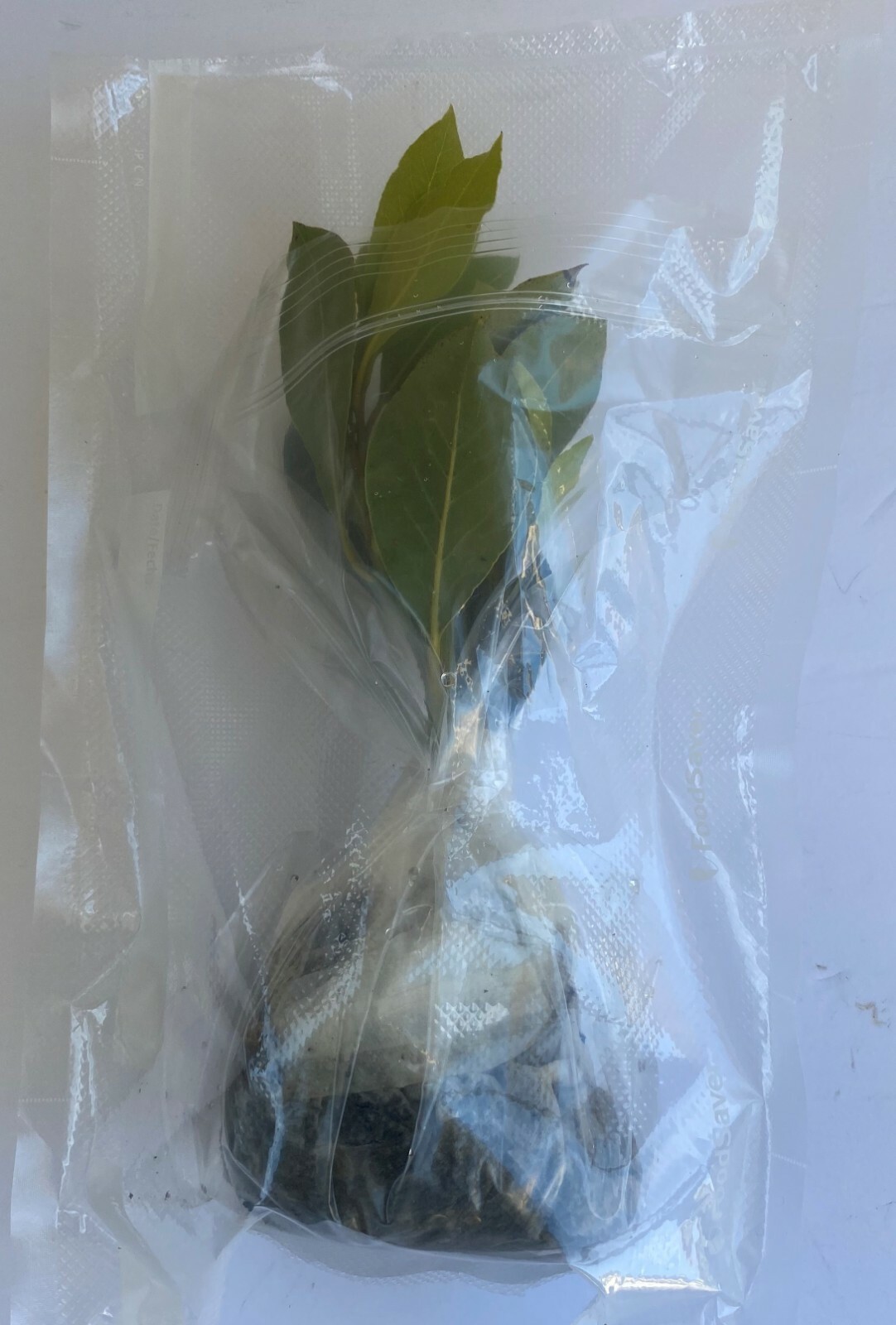 Bay Leaf Plant, Sweet Bay or Laurel