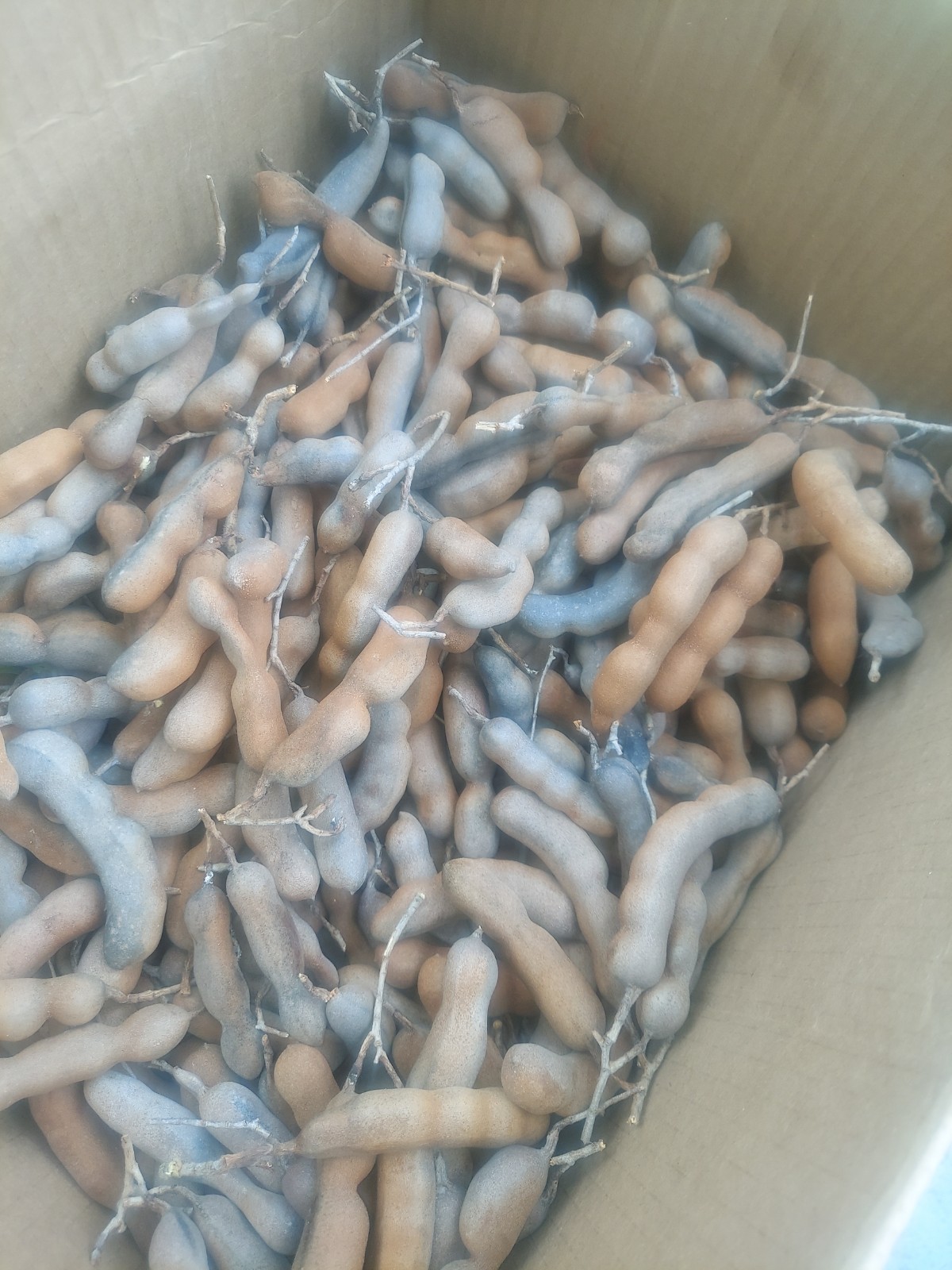 Whole Tamarind Pods Dried Bulk Lot Cardboard Box Dried Fruit & Vegetable