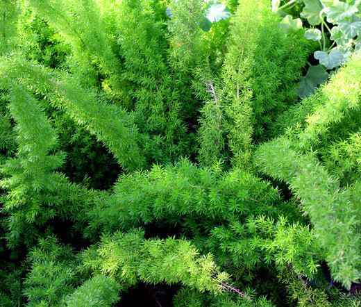 ASPARAGUS FOXTAIL FERN Asparagus Densiflorus Meyeri – 100 Bulk Seeds