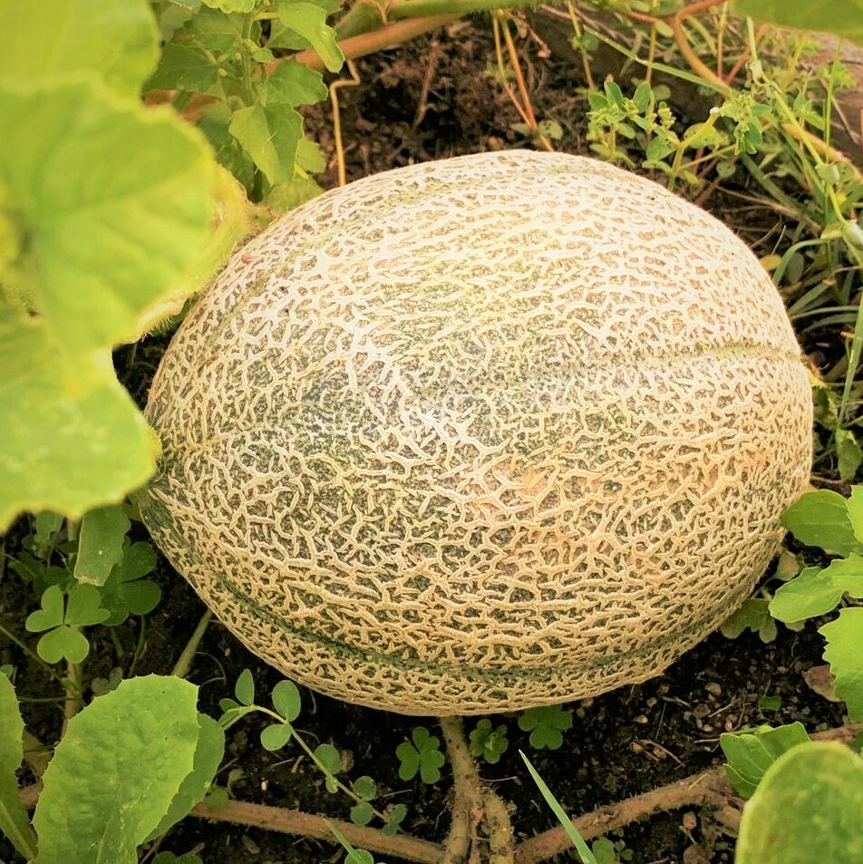 Hale’s Best Jumbo Cantaloupe Seeds | NONGMO Heirloom Musk Melon Fruit Seed 2024