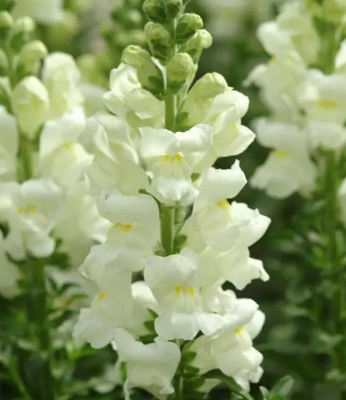 25 VARIOUS Colors Snapdragoon Seeds